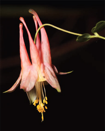 Wild columbine (Aquilegia canadensis) found in
Hells Hollow, a trail in McConnells Mill State Park.<br />
Photo by: Greg Funka
