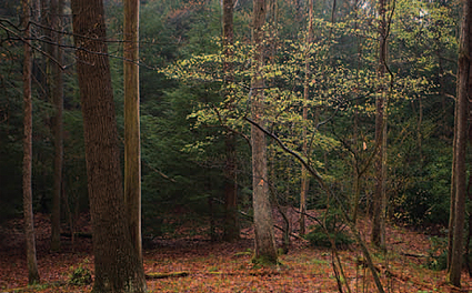 Interior forest of Quebec Run Wild Area
Photo courtesy of: Shahid Durrani