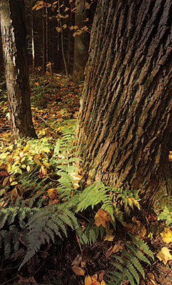 Interior forest, Bear Run Nature Reserve
Photo by: Greg Funka