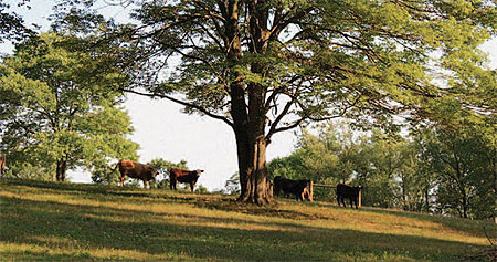 Rotational grazing, as practiced on this farm in Indiana
County, can improve the productivity of a farm and reduce
the amount of sediment and nutrients that enter waterways.