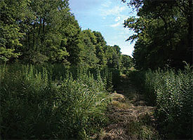 The 2012-2014 strategic plan states that WPC will continue
to “significantly accelerate land conservation in high-value
conservation areas” as it did with the acquisition in February
of 55 acres in Venango County to permanently protect the
habitat of the eastern massasauga rattlesnake (Sistrurus
catenatus catenatus), a state-endangered species. This
strategic initiative is one of 11 identified in the 2012-2014
Strategic Plan.