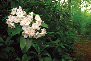 Mountain laurel blooms in Bear Run Nature Reserve in Fayette County, Pa.
Photo courtesy of Greg Funka.