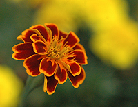 a flower