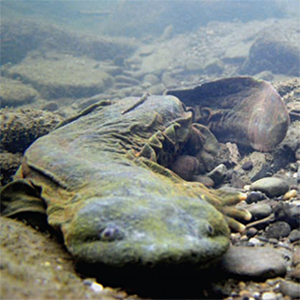 A hellbender salamander
