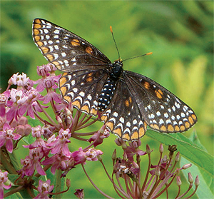 The Baltimore checkerspot butterfly
is commonly found in wetlands near
the French Creek watershed.