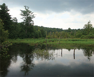 French Creek floodplain.