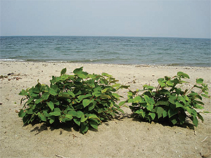 WPC scientists are trying to eliminate invasive species like the
Japanese knotweed that survive near Lake Erie.
