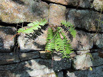 fern