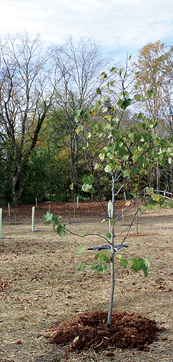 WPC’s Watershed Conservation Program has
protected 16,000 feet of stream and creek by
planting trees and shrubs in riparian zones.